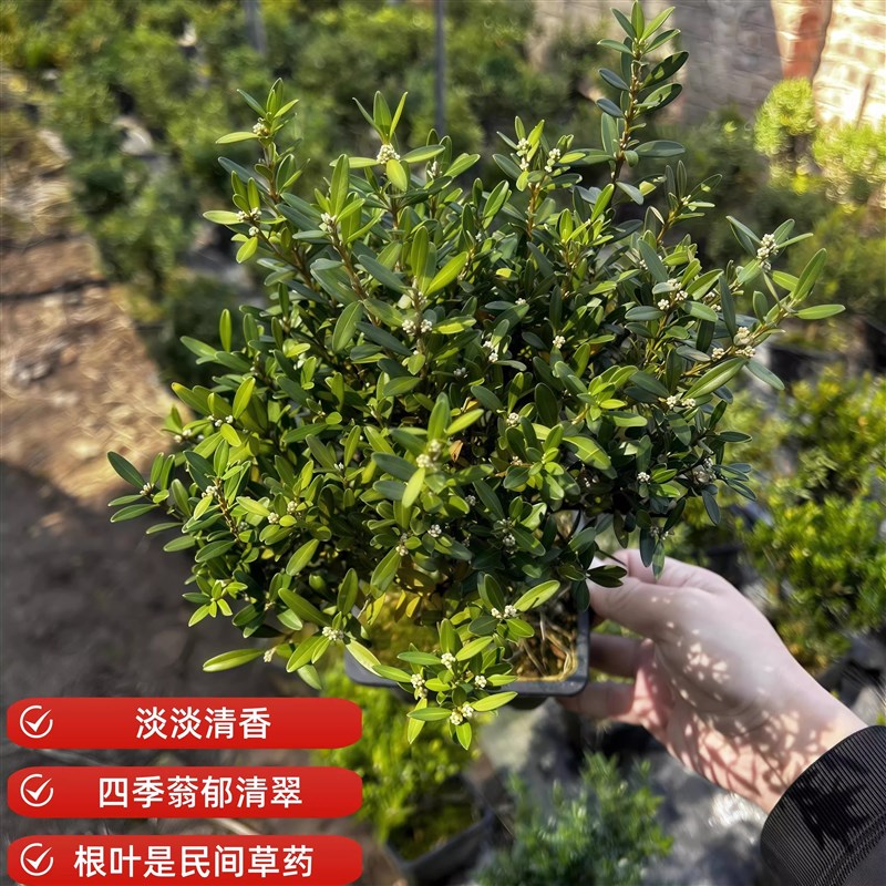 黄杨盆景老桩小叶雀舌黄杨四季常青室内庭院办公桌面花卉绿植盆栽