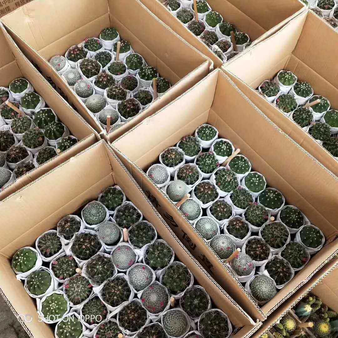基地直销仙人球植物盆栽 居家花卉绿植盆栽 随机混装五色球