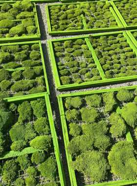 永生苔藓狭叶白发藓墙枯山水软装青苔不用浇水绿色绿苔沙盘