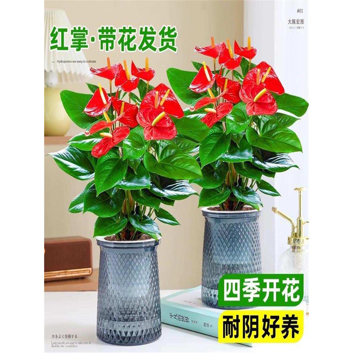 水培红掌白掌盆栽鸿运当头花卉植物室内绿植四季开花净化空气好养
