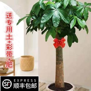 客厅高大绿植客厅旺宅绿植大型适合搬新家的绿植禄植盆栽客厅大