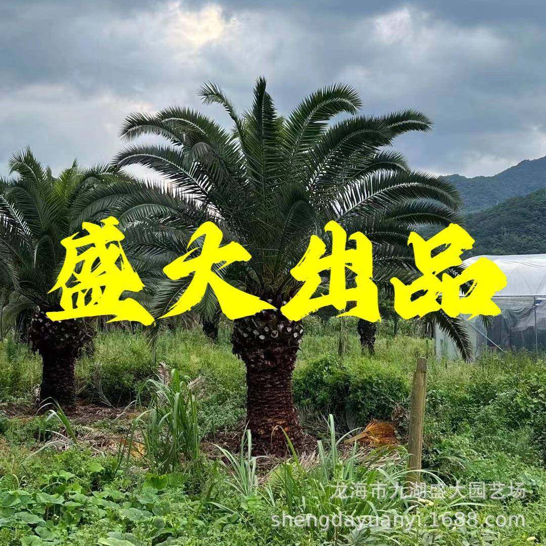 江西加拿利海枣价格 浙江加拿利海枣杆高3米加拿利海枣树