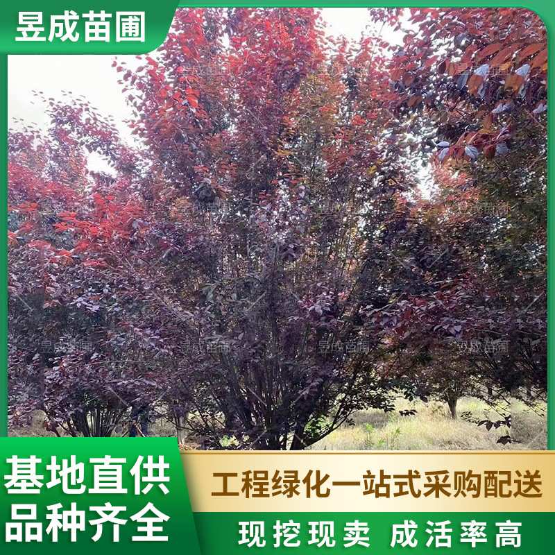 红叶李行道树地径15-20公分园林绿化别墅庭院基地直销 红叶李