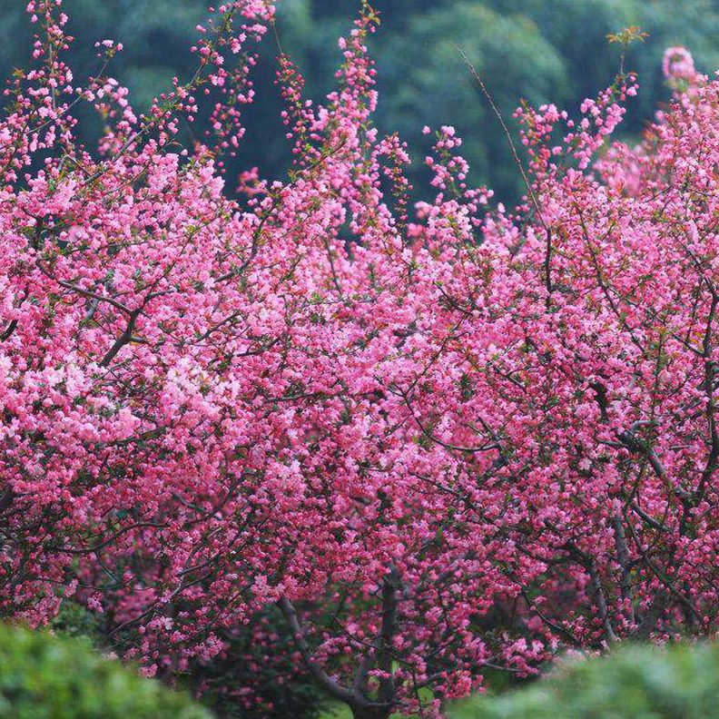 大地栽庭院花卉植物丝树苗绿化工程四季西府海棠树大型垂海棠花苗