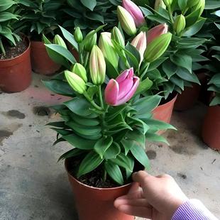 亚洲香水百合花种球盆栽花卉室内四季种植开花好养活植物花苗种子