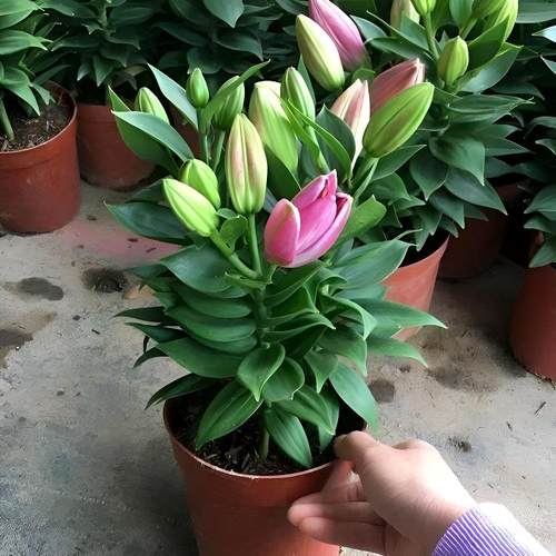 亚洲香水百合花种球盆栽花卉室内四季种植开花好养活植物花苗种子