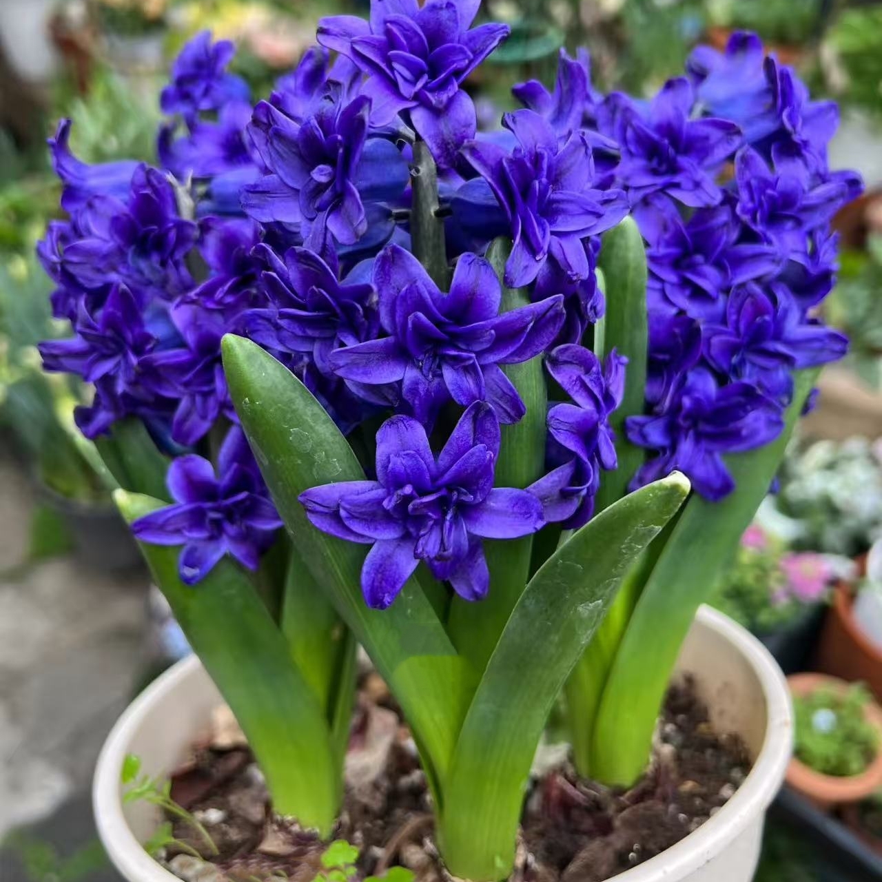 水培重瓣风信子种球土培盆栽耐寒