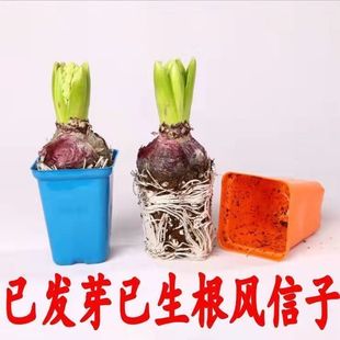 【带根带花苞种好发货】进口风信子水培种球种好浓香耐寒冬天开花