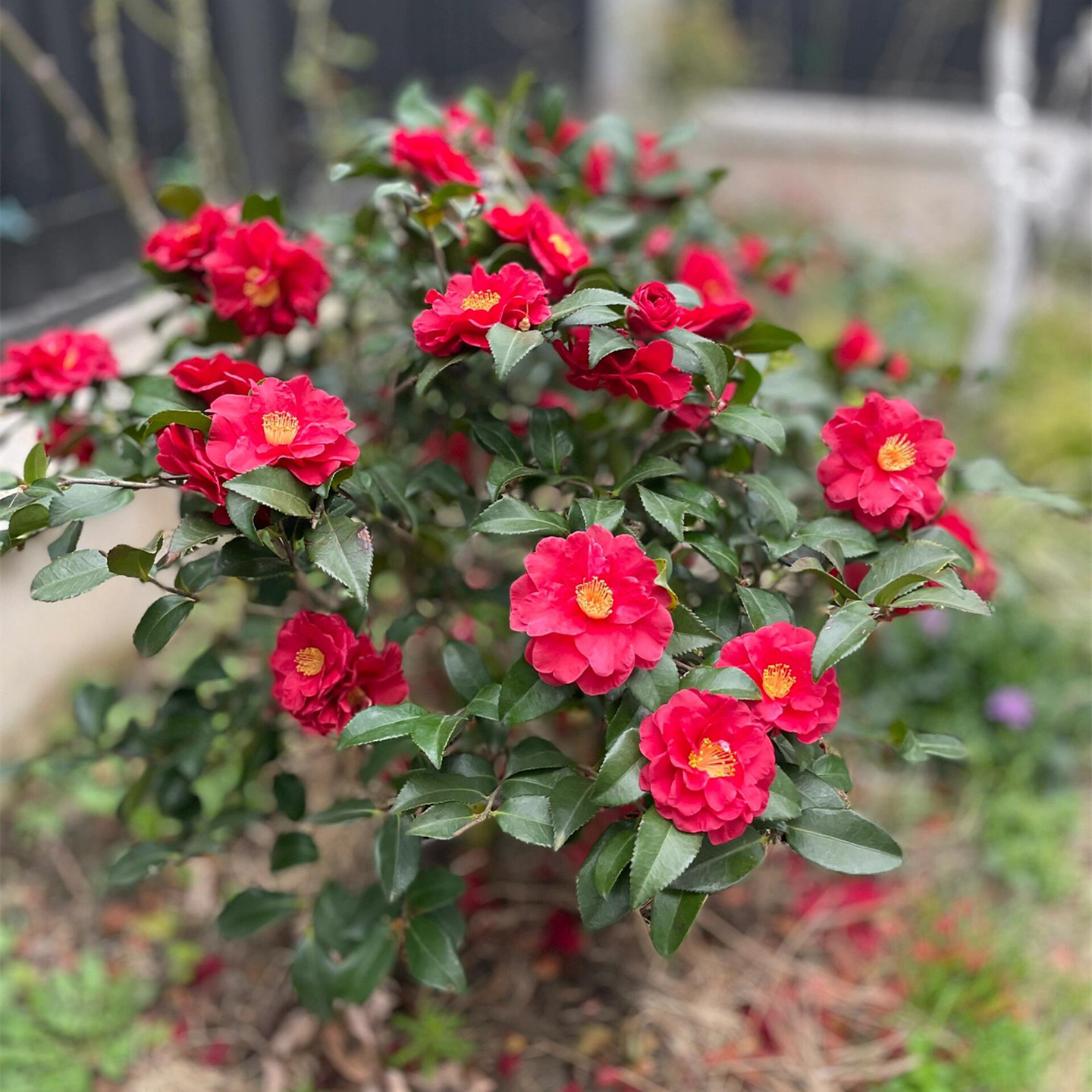 茶梅树苗庭院别墅花园绿化工程