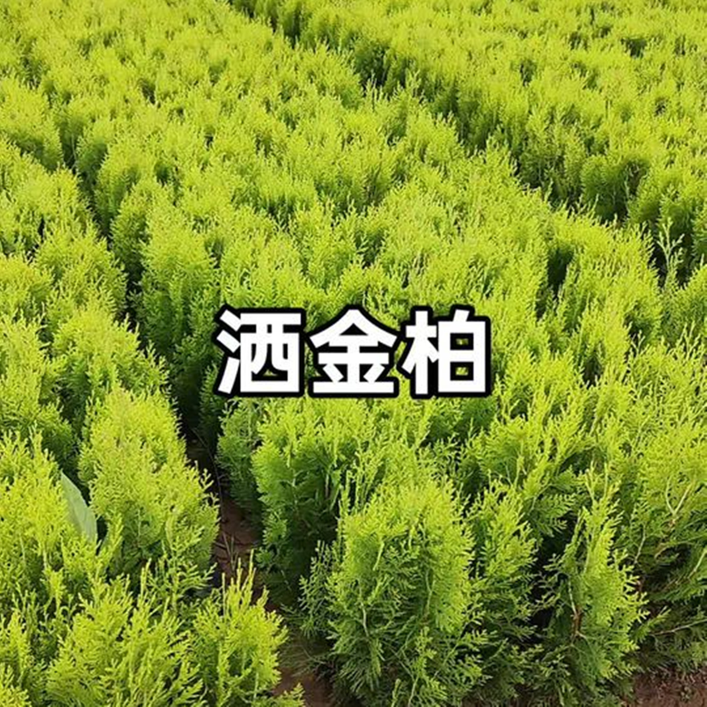 洒金柏树苗松柏苗木盆栽地栽花卉图片