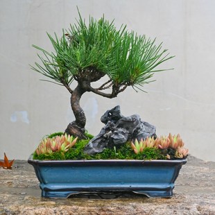 日本三河黑松搭配风磷石山野草瓦松组合盆景附石微景观小盆栽老桩