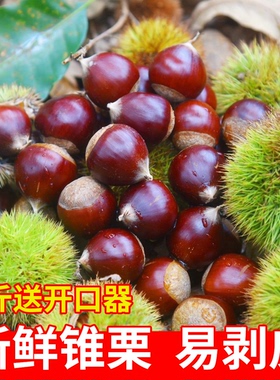 建瓯锥栗福建野生新鲜生板栗农家现摘高山圆栗子油锥栗1斤3斤5斤