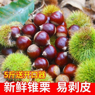 建瓯锥栗福建野生新鲜生板栗农家现摘高山圆栗子油锥栗1斤3斤5斤