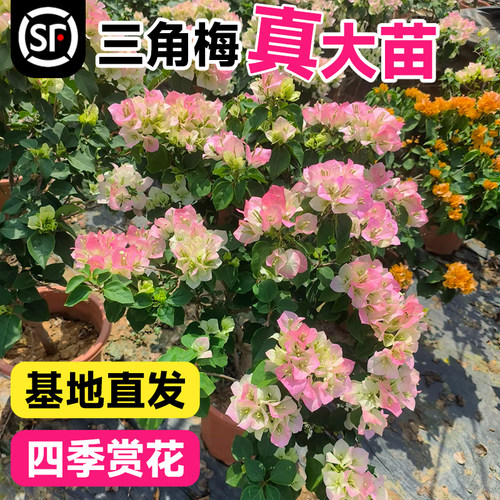 重瓣三角梅盆栽带花四季开花绿樱垂丝老桩爬藤植物花卉树苗漳红樱