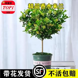 米兰花盆栽苗树棒棒糖四季开耐寒热客厅室内阳台宿舍家中绿植花卉