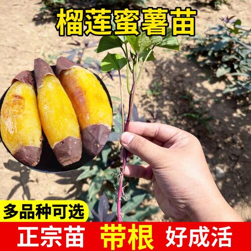 红薯苗榴莲蜜黄心农科院烟
