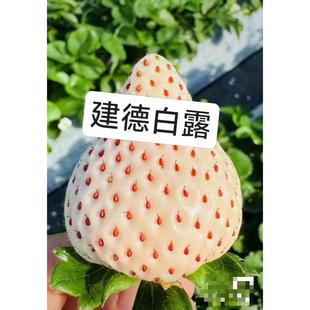 正宗草莓建德白露草莓苗盆栽地栽阳台庭院种植