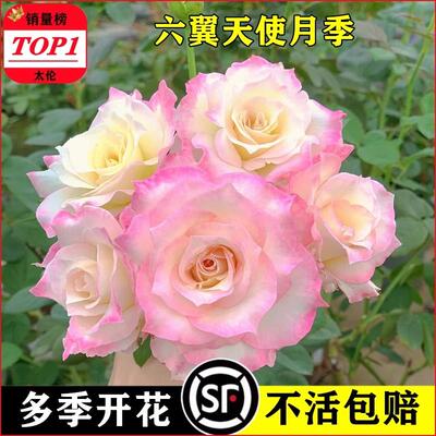 六翼天使月季扦插花苗河本