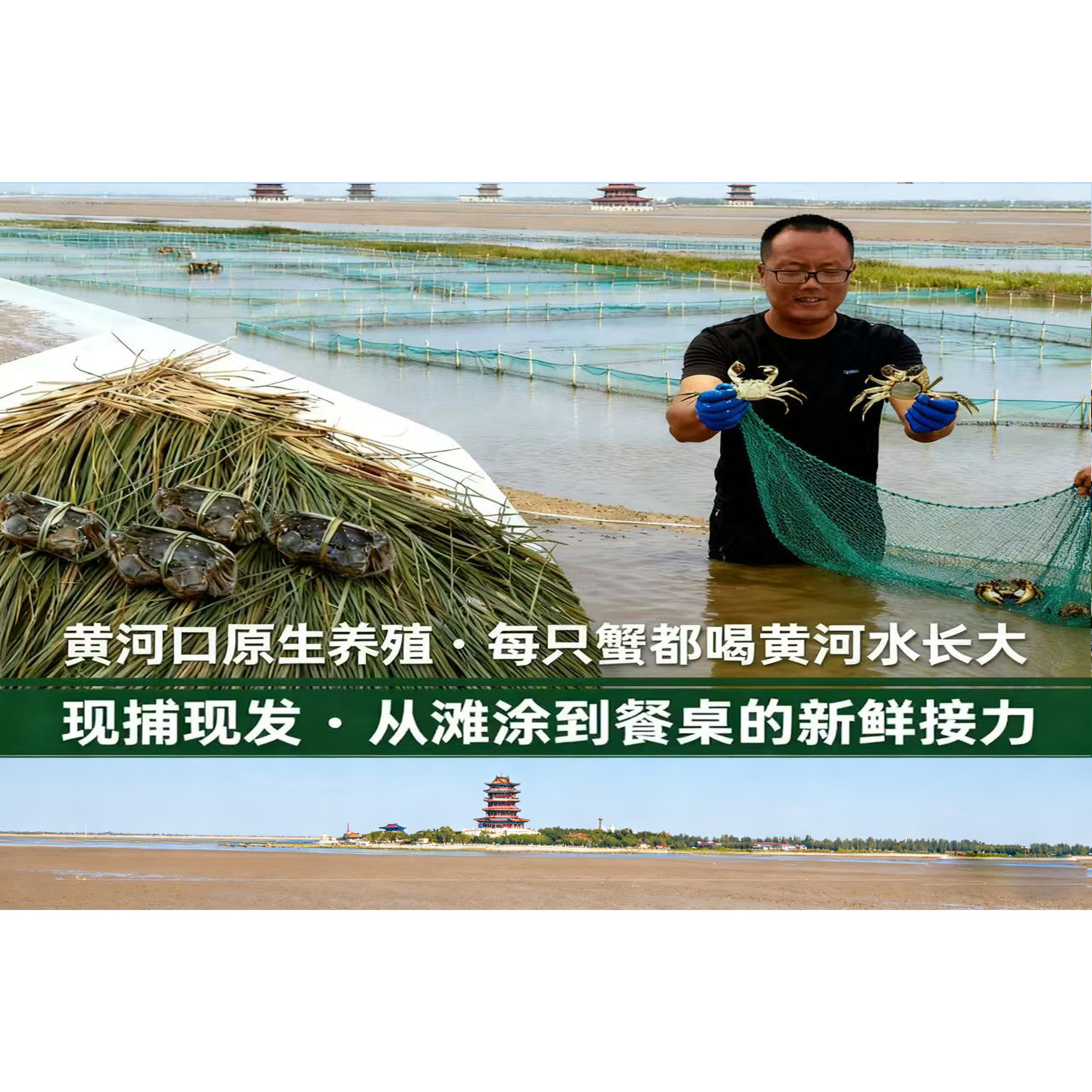 【黄河口鲜活大螃蟹】东营黄河口大闸蟹