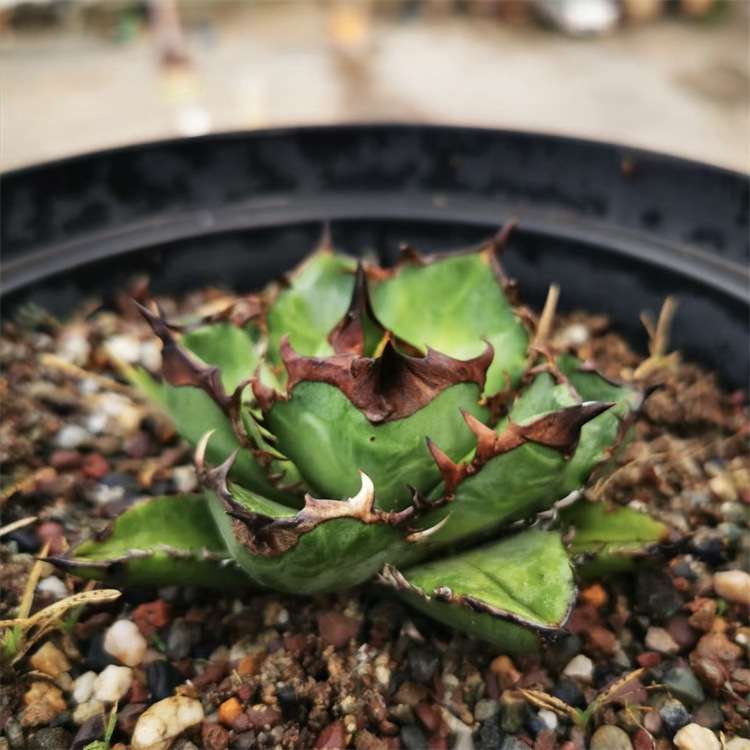 龙牙龙舌兰仁王冠Agave Titanota SHAQ沙生 植物潮流块根植物盆栽