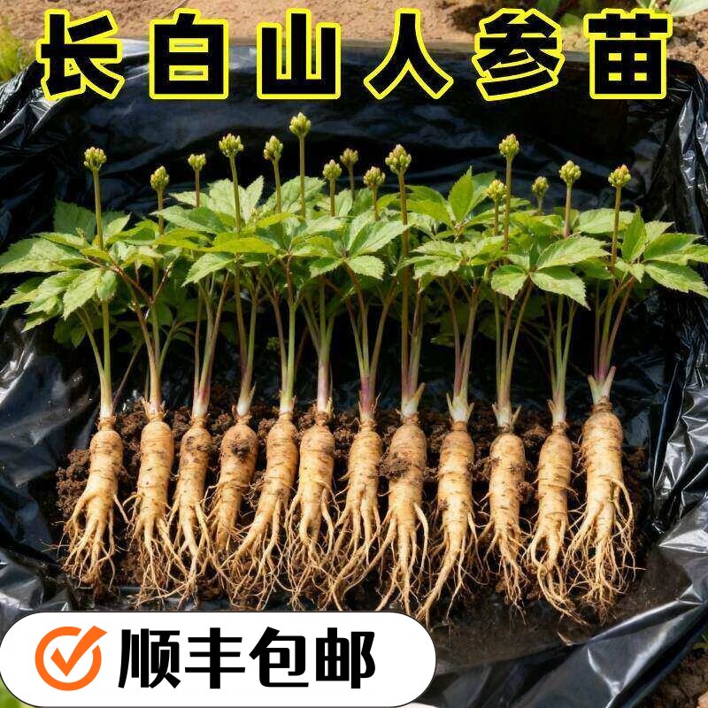 人参活苗盆栽人参苗带土长白山人参苗子种植带盆种苗野山参幼苗