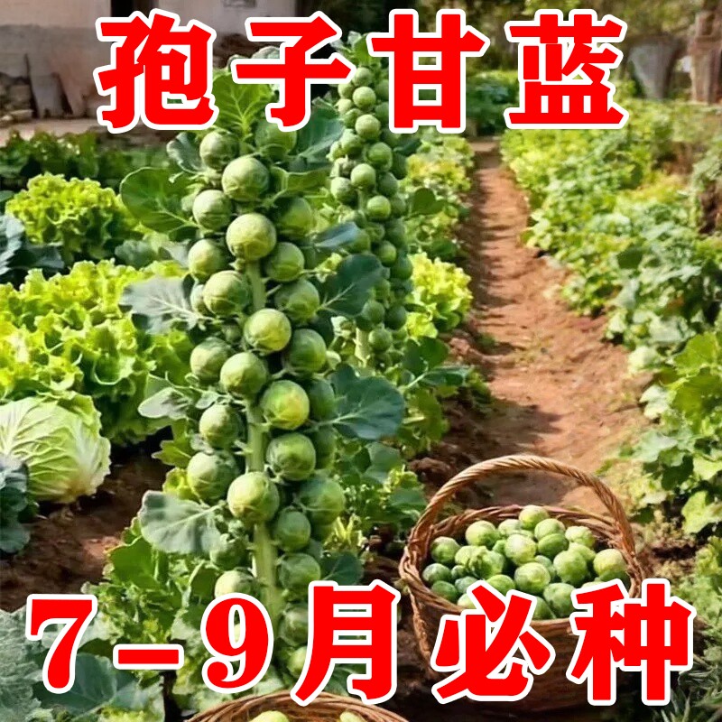 耐热孢子甘蓝种子春秋夏播盆栽