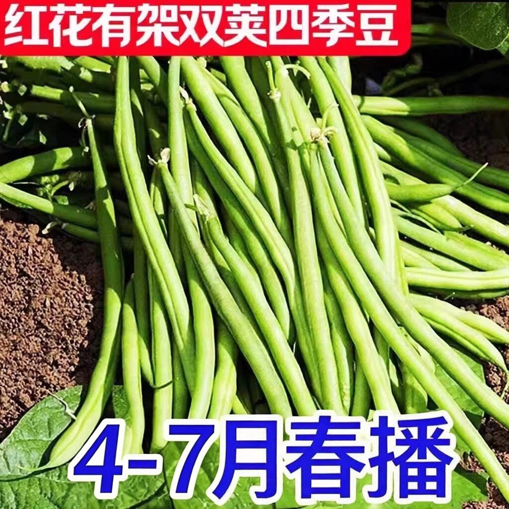 早熟45天软糯无筋四季豆