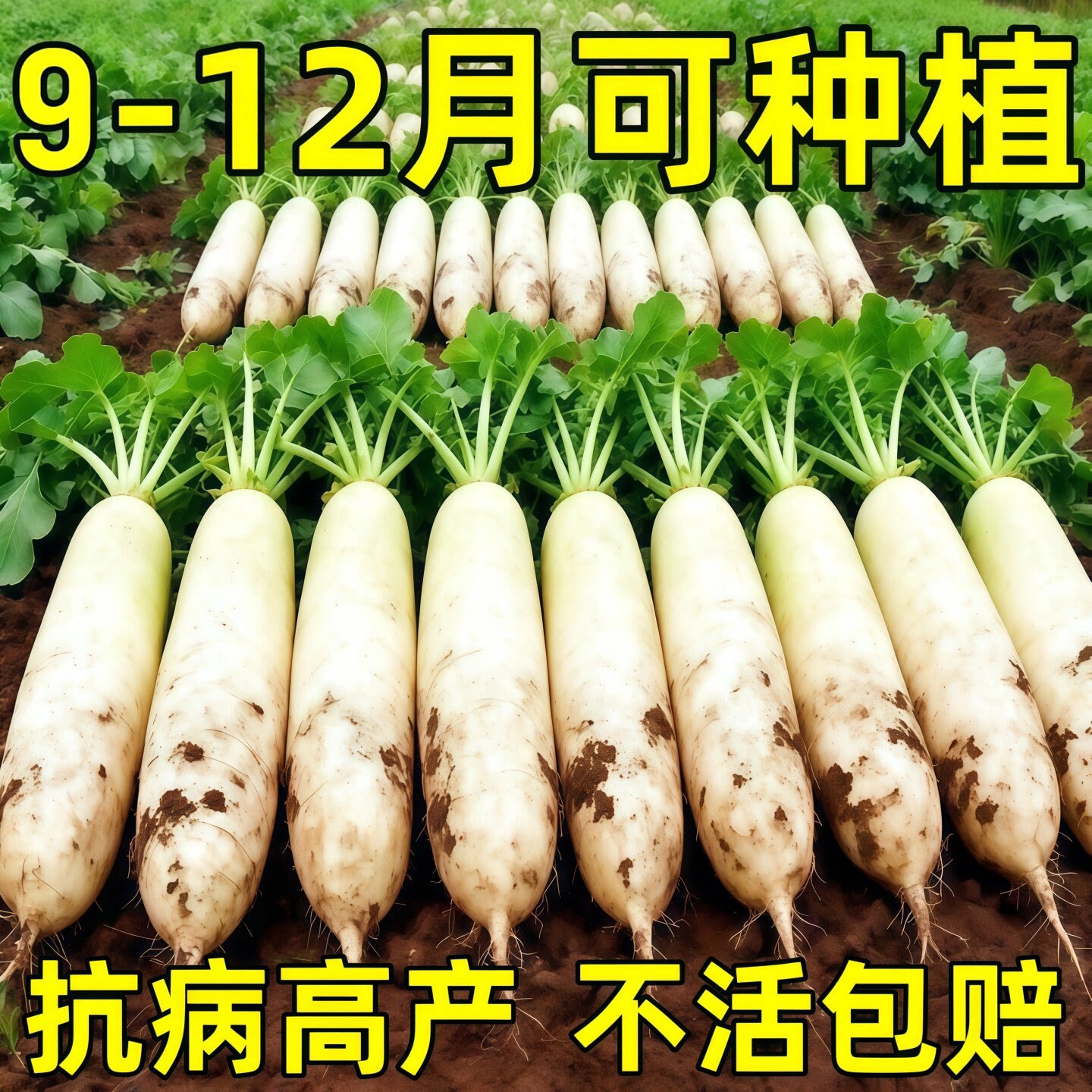 白萝卜种子不空心九斤王四季播