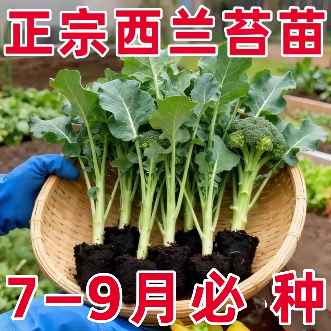 甜杆西兰苔苗秧苗早熟西蓝花西洋芥兰种籽芥蓝菜苔耐寒秋冬季菜苗