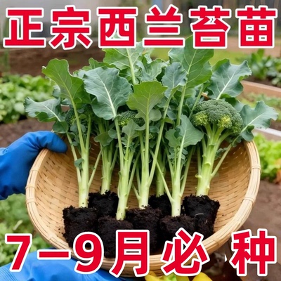 甜杆西兰苔苗秧苗早熟西蓝花西洋芥兰种籽芥蓝菜苔耐寒秋冬季菜苗