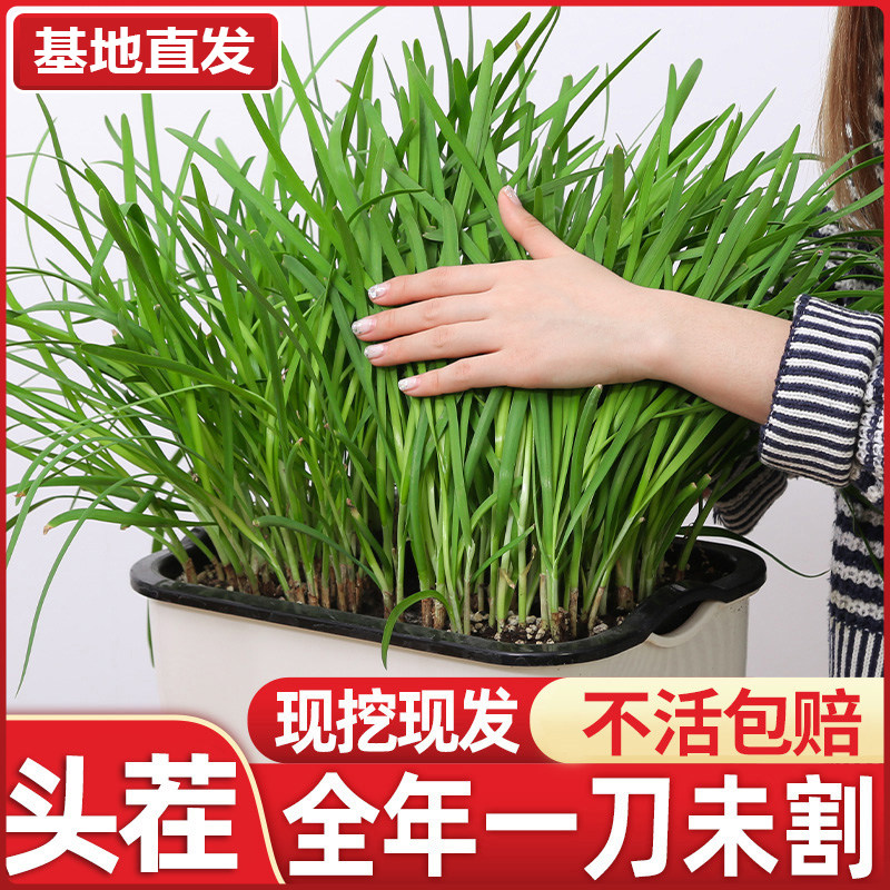 韭菜根苗香韭菜小叶本土韭菜根老土品种紫红根细叶阳台地栽