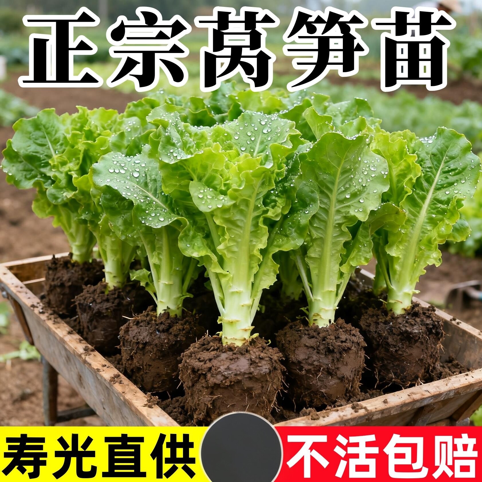 正宗莴笋苗带土盆栽室内外阳台