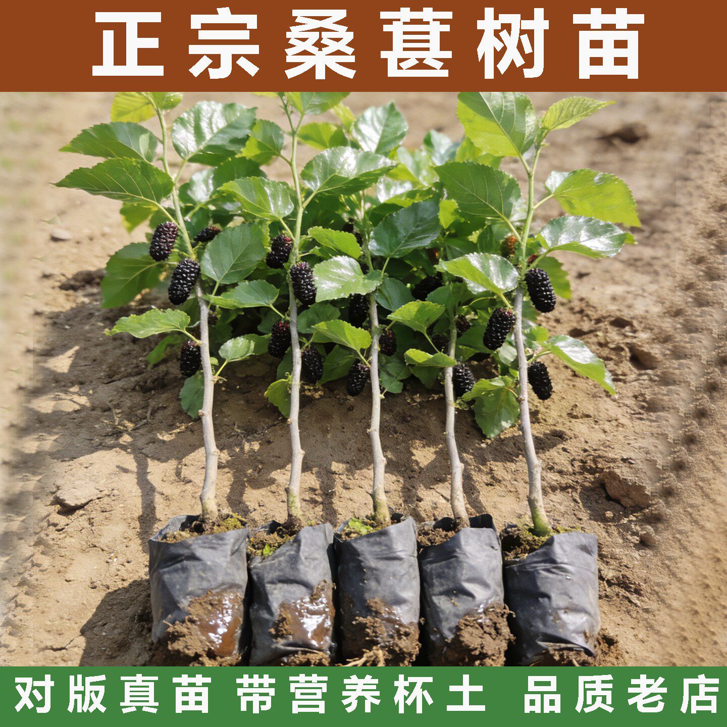 桑葚树苗四季长果大果桑葚果苗无籽果苗金葚养蚕桑叶树苗活苗