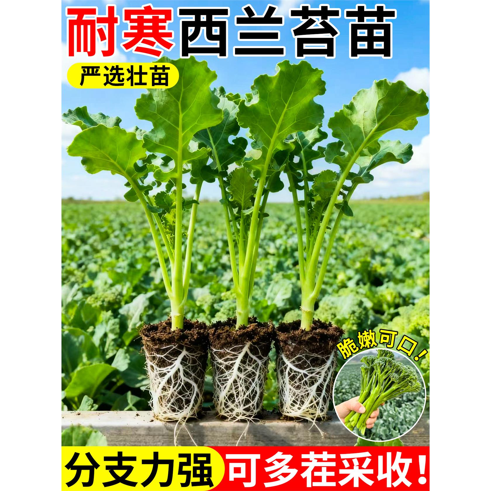 西兰苔菜苗西兰菜苔秧苗西兰花苗菜苗甜杆菜苔盆栽耐寒秋冬蔬菜苗