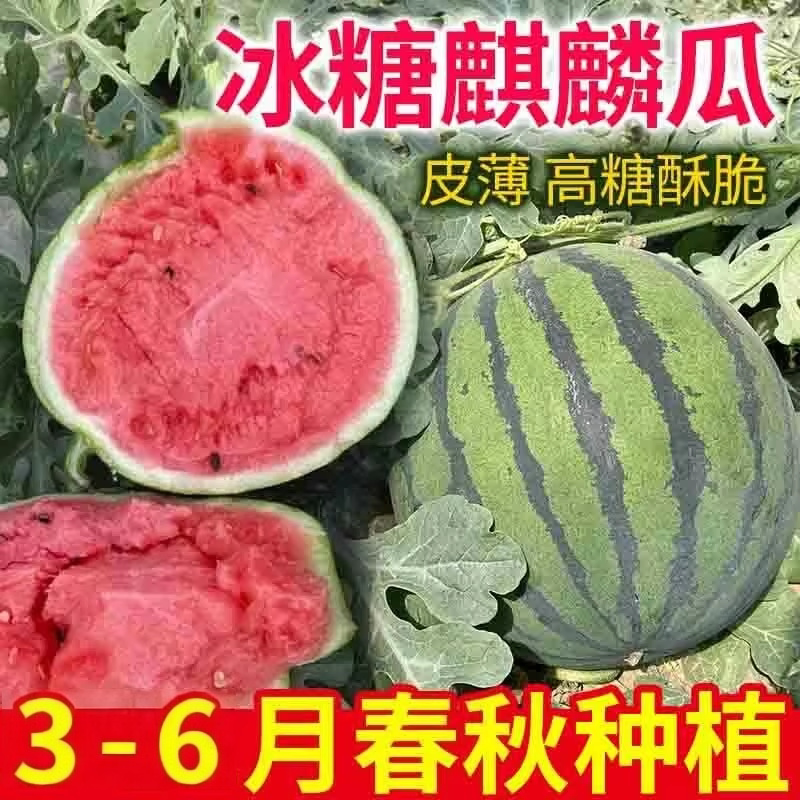 正宗麒麟西瓜8424现摘超甜薄皮