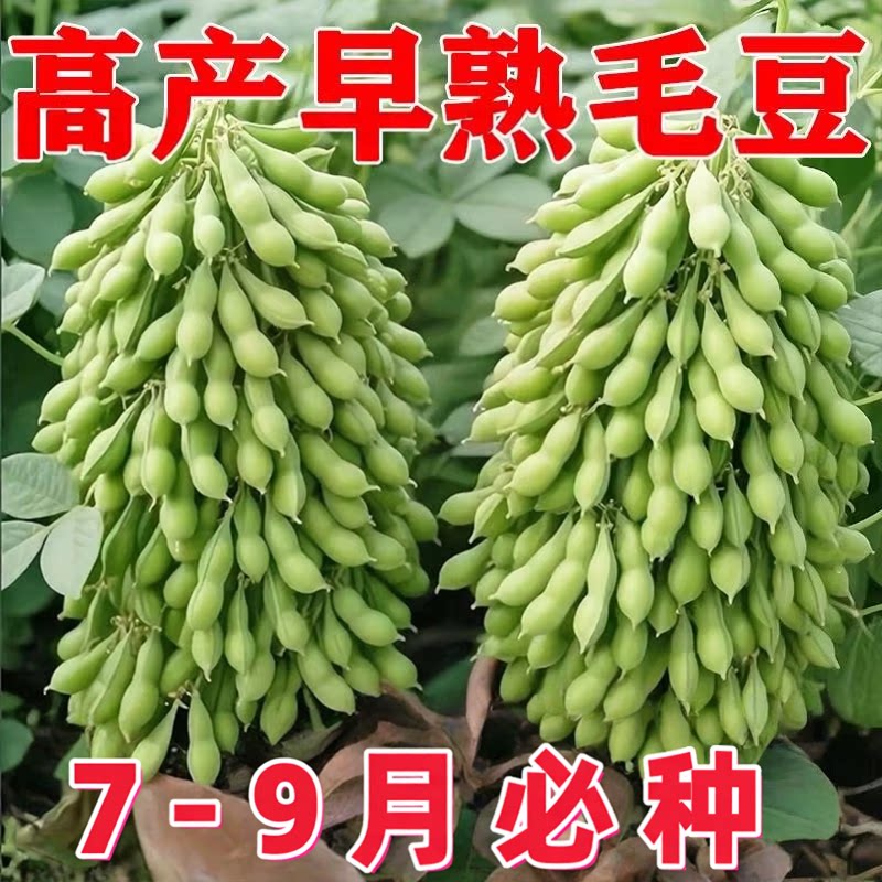 早熟高产抗病非转基因毛豆种子
