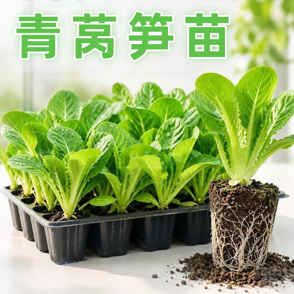 精选莴苣苗长势旺适应性强带土