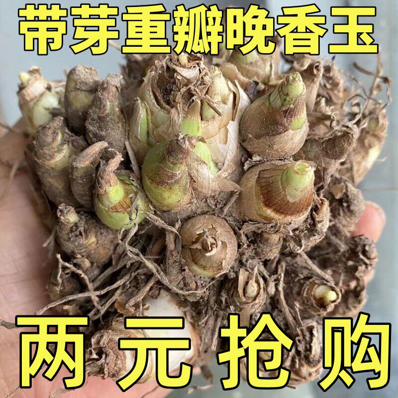 重瓣香水晚香玉种球大花浓香