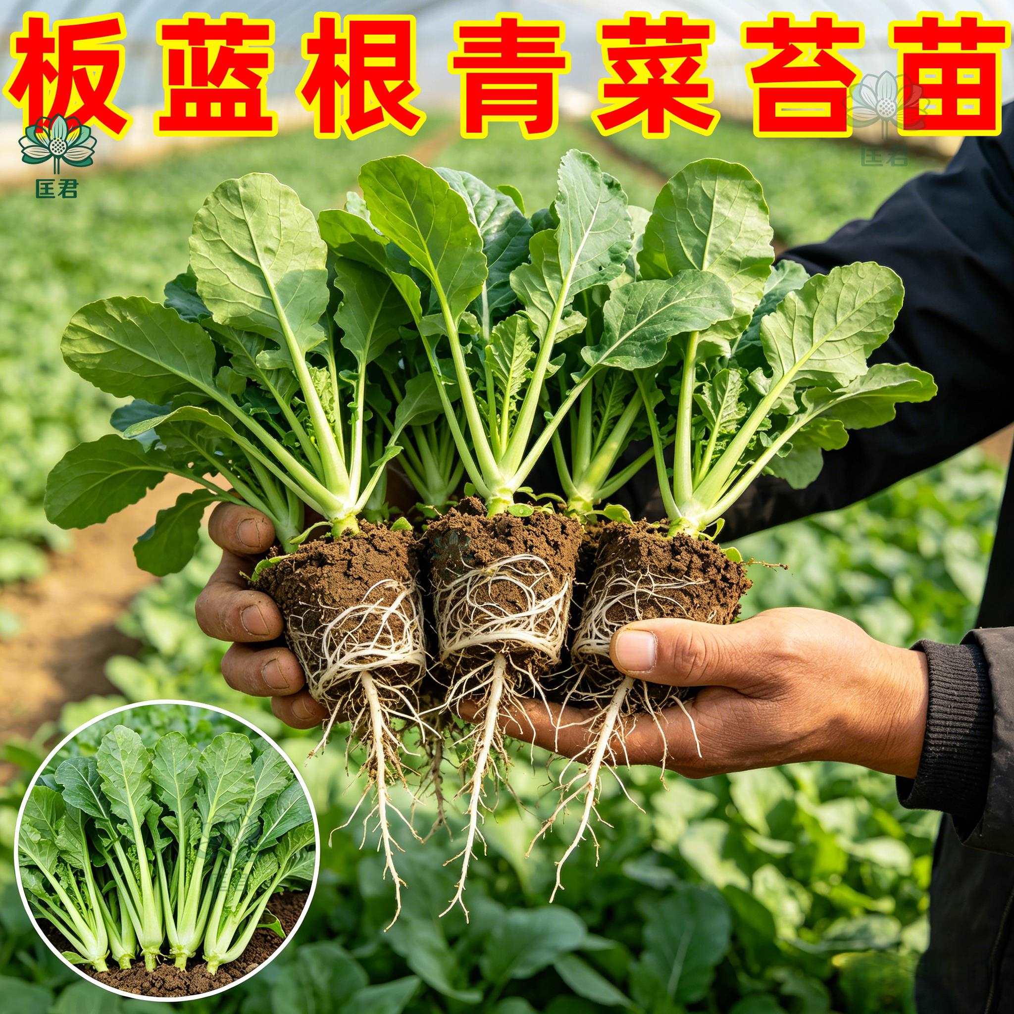 板蓝根种苗青菜药食兼用板蓝根苗籽种四季种植清热解毒植物种孑