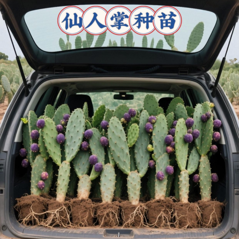 食用型水果宝塔仙人掌种苗果苗室外室内绿植多肉植物黄花红果易活
