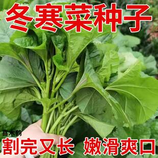 四季本地客家冬寒菜种籽大全青菜四川冬苋菜种孑春秋冬季冬葵菜种
