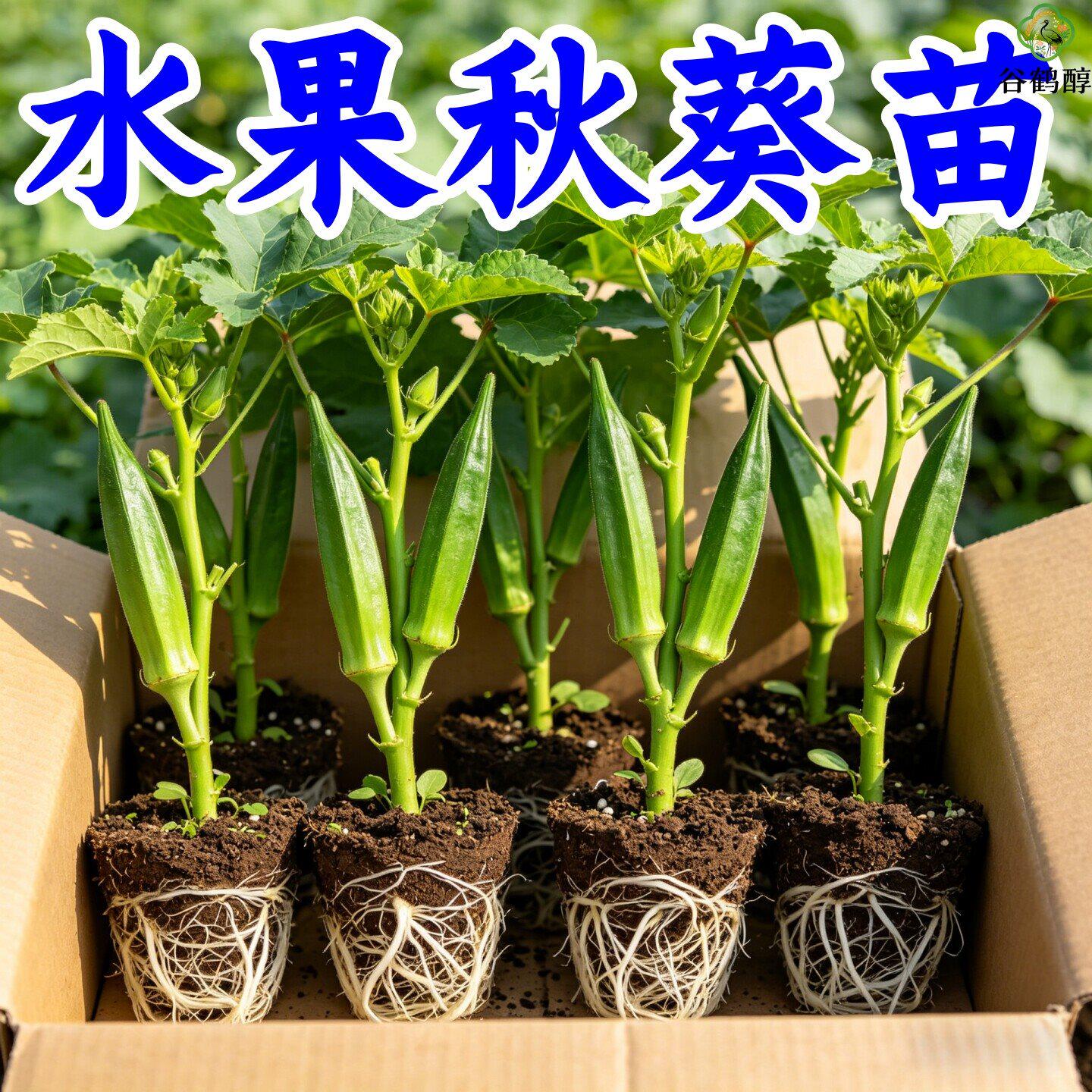 高产耐热脆嫩红秋葵苗