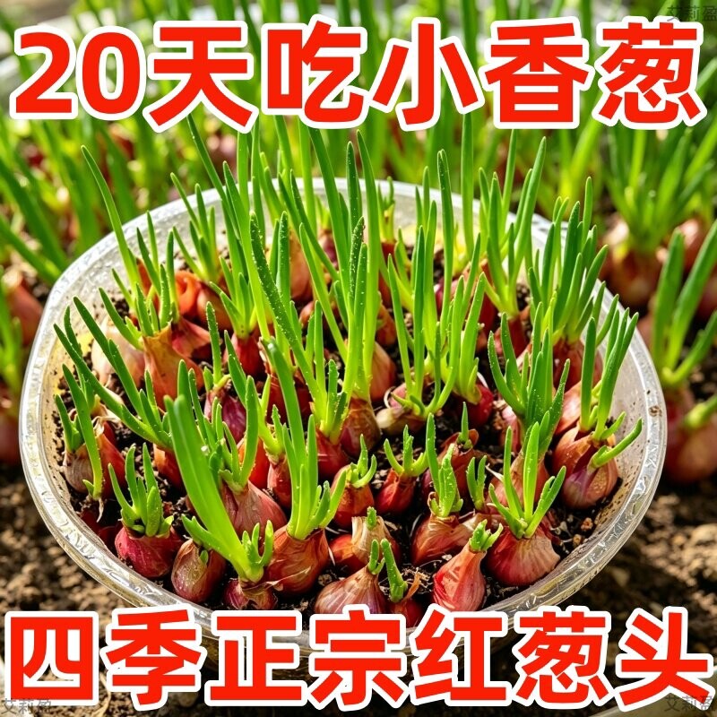四川本地四季小香葱种子