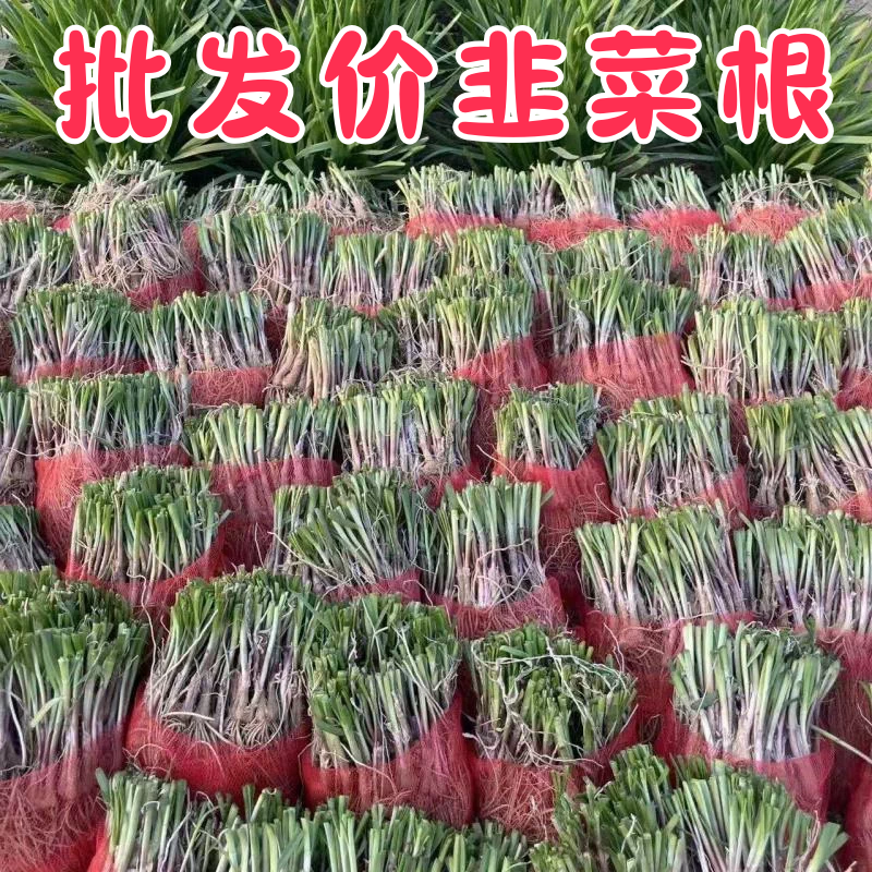 寿光本地红根韭菜根新鲜雪韭韭菜根紫根韭菜正宗山东红韭菜根耐寒