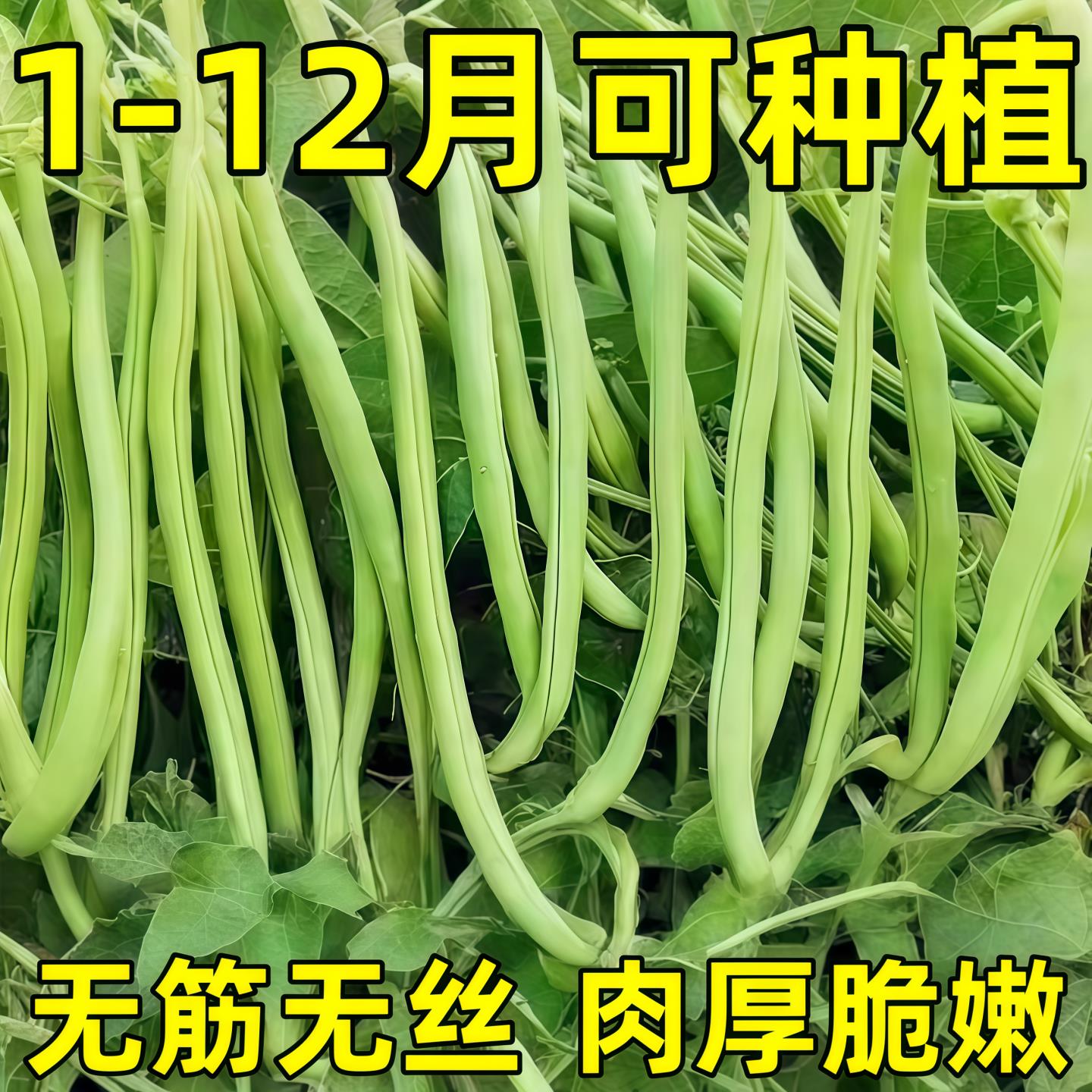 无架四季豆种子四季豆种籽高产不搭架豇豆种春夏秋菜豆矮生新品种