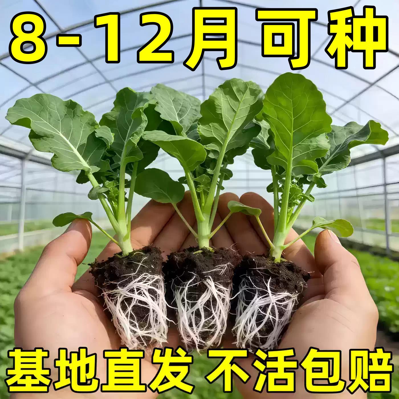 正品西兰苔秧苗西洋芥兰菜苔菜心高产西兰花盆栽耐寒秋冬季蔬菜苗