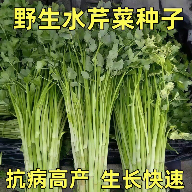 野生水芹菜种根苗芹菜种籽阳台盆栽蔬菜水培旱地山野菜种植好吃
