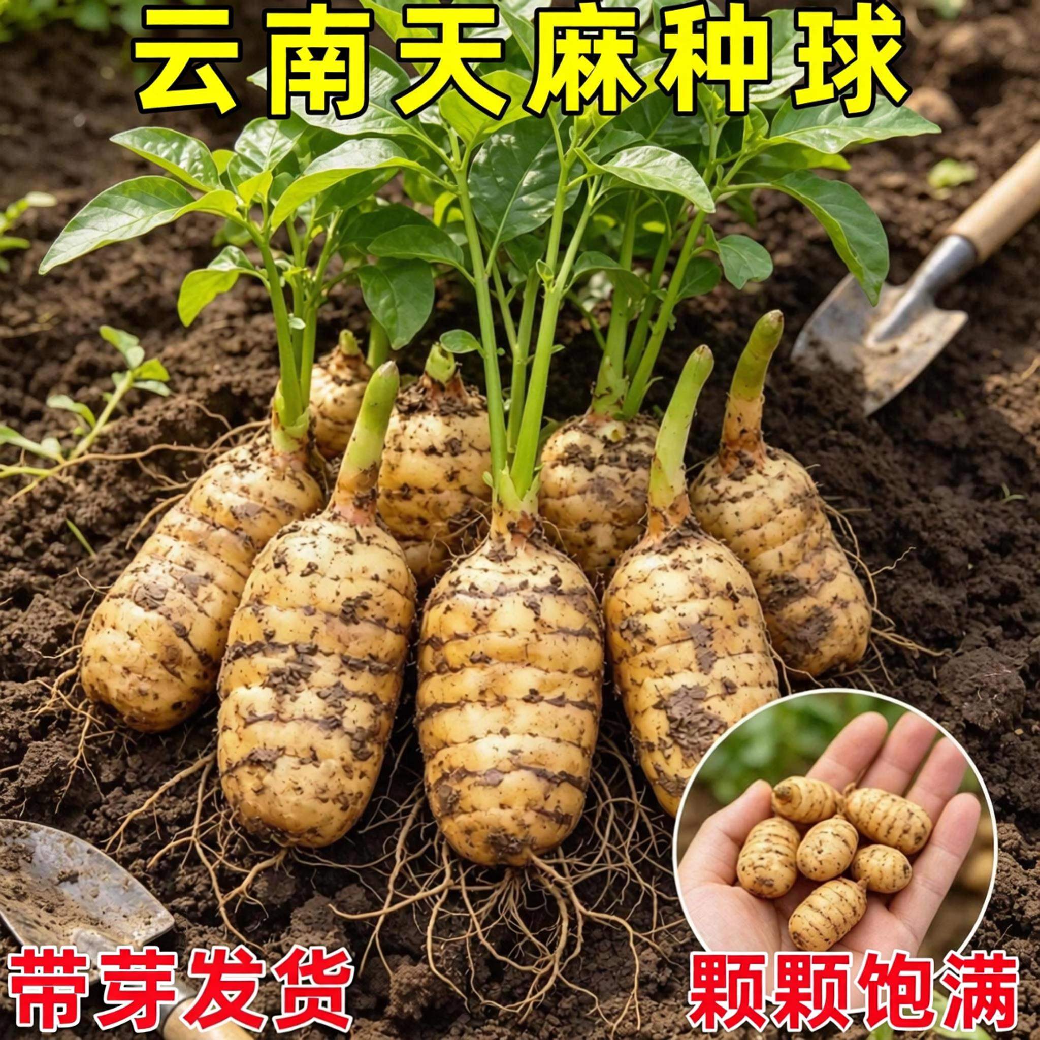 【云南产】天麻种球种植苗种子正宗高产0代1种新鲜现挖室内外阳台