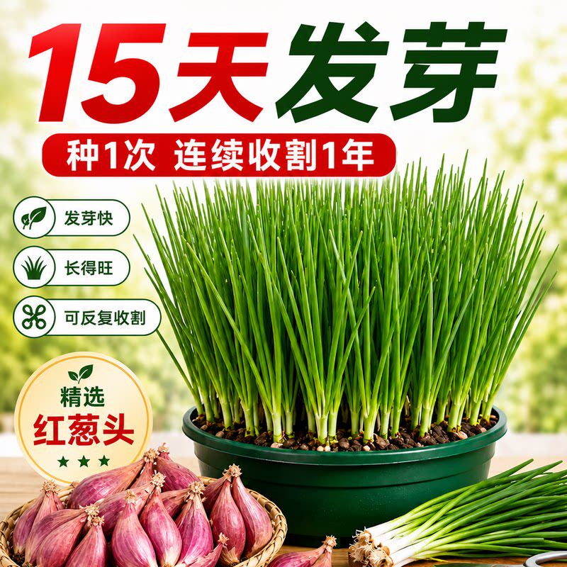 四季阳台盆栽小香葱种子