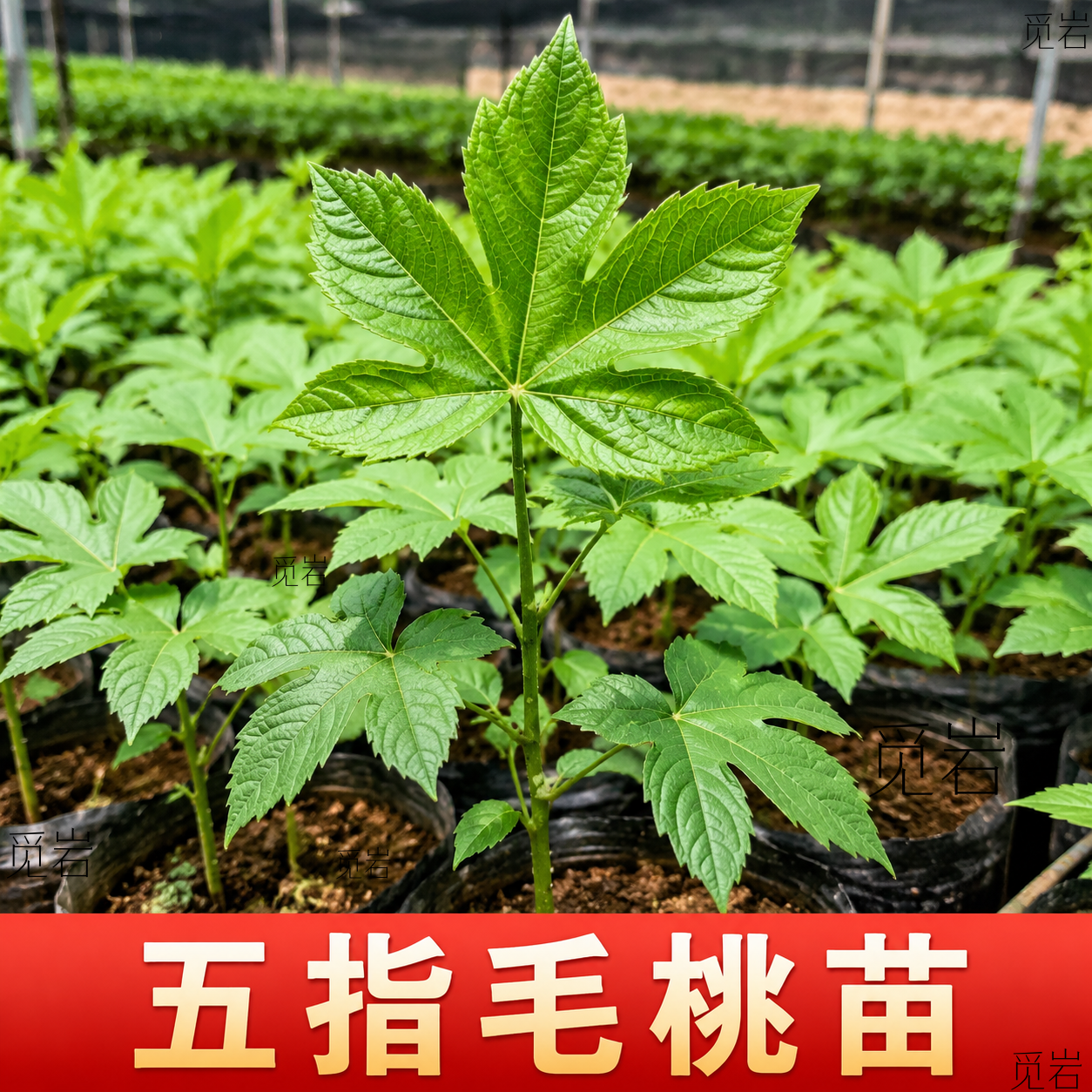 正宗广西基地五指毛桃苗煲汤种子